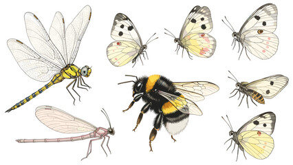 Naklejka premium Collection of various flying insect illustrations including a dragonfly, damselfly, bumblebee, and several small white butterflies isolated on