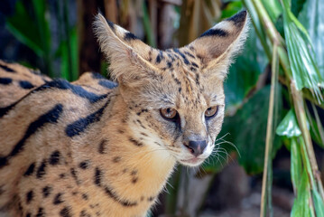 portrait of a serval cat