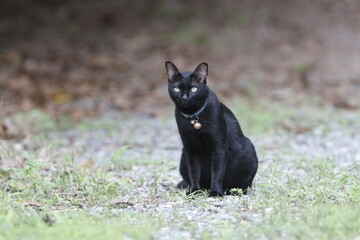 A black cat is seen at a garden in Nakhon Sawan province, north of Bangkok.