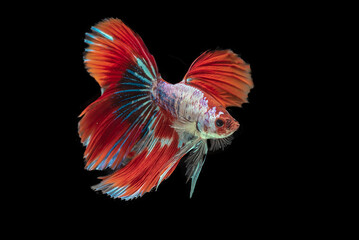 Fototapeta premium Siamese fighting fish movement isolated on black background