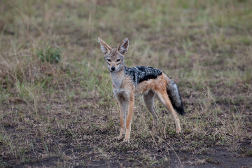 jackal in the national park Masai Mara