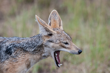 jackal in the national park Masai Mara