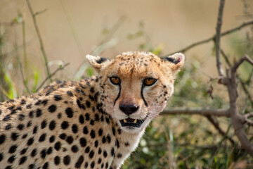 Cheetah roams through its territory