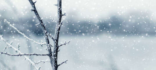 Winter landscape with a thorny tree branch covered in hoarfrost and snow on a blurred background during snowfall