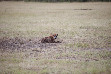 Hyena on the ground