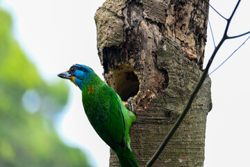 Close-up of Taiwan Barbet Inspecting Tree Cavity — Taiwan Endemic Species