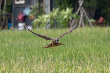 Low-flying raptor hovering above green field in hunting posture