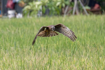 Hunting raptor hovering above field with wings fully spread