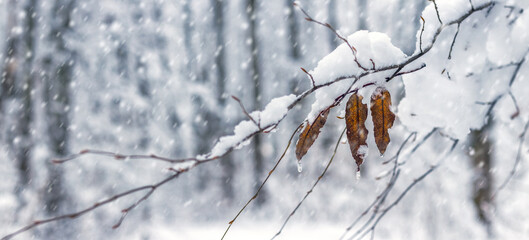Macro photography of branches covered with fresh snow with three dry autumn brown leaves hanging down and falling ice drops on a blurred winter forest background
