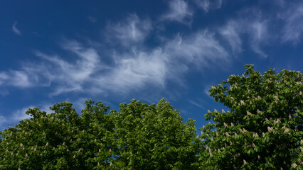 Blossoming chestnut trees against a backdrop of sky and clouds.