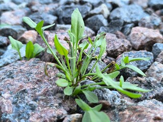 Green plant breaks through rubble. View from above. Concept of struggle