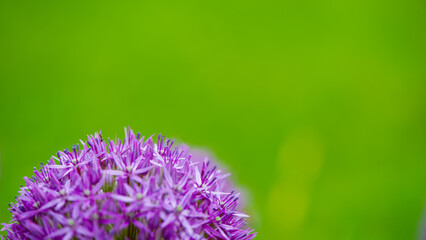 Purple allium flower on a blurred green background.