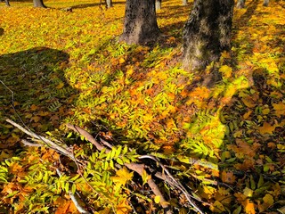 Yellow autumn leaves lie on the ground, leaves fall from the trees in autumn. Background texture with autumn leaves.