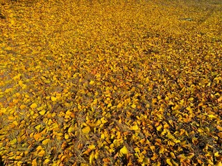 Yellow autumn leaves lie on the ground, leaves fall from the trees in autumn. Background texture with autumn leaves.