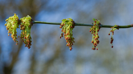 A maple branch with blossoms on a blurred background.