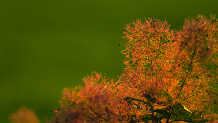 Cotinus scalytus against a blurred green background in the evening.