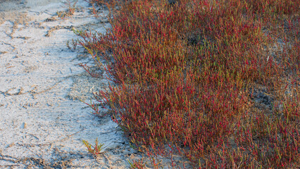 Red flowers of plants in salty soils.