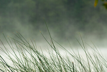 Green stems of grass against a foggy background.