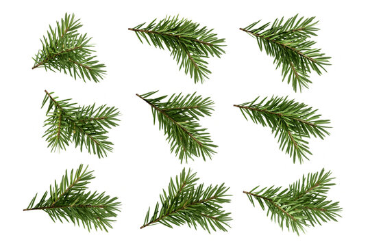 set of christmas fir branches isolated on white - Powered by Adobe