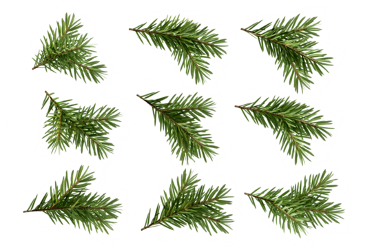 set of christmas fir branches isolated on white