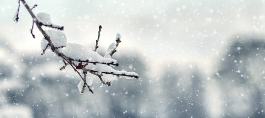 Macro photography of a branch covered with fresh snow with hanging ice drops against the background of heavy snowfall and blurred winter trees creating a frosty, cold and calm winter background
