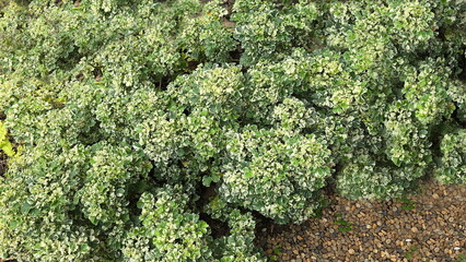 Ming Aralia plant have dark green leaves contrast with yellowish white and leaf edges are serrated.  In garden paved with brown gravel. Polyscias compound leaves with leaflets, serrated leaf edges, 
