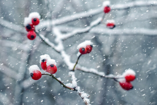 Macro photography of a rosehip branch covered with fresh snow with bright red berries against the background of snowfall and blurred winter branches creating a festive and colorful winter background