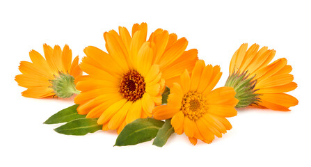 Calendula. Flowers  isolated on white background.