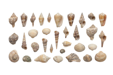 Seashell collection isolated on transparent background