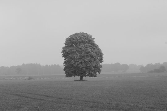 Baum im Nebel