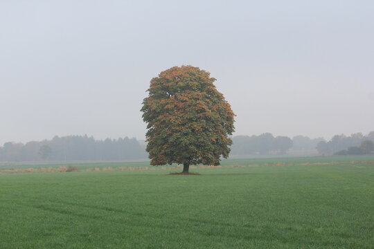 Baum im Nebel