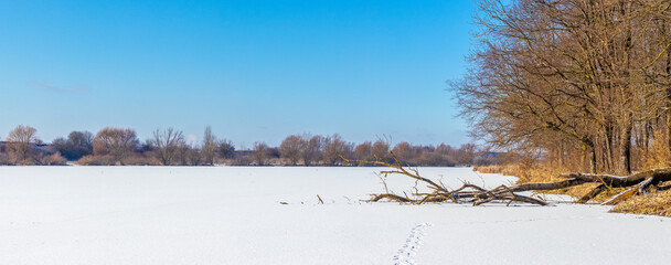 Panoramic winter landscape with a frozen snow-covered lake, a fallen tree on the shore, footprints in the snow and a line of bare trees on the horizon under a bright blue sky © Iryna