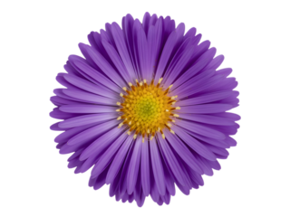 Vibrant purple aster flower head with yellow center isolated on transparent background