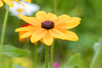 Perennial decorative yellow rudbeckia, a representative of the Asteraceae family.
