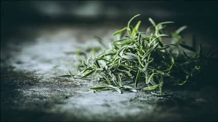 Fresh bunch of sage leaves dramatically lit against dark moody background, perfect close-up showcasing aromatic culinary herb with rich texture and natural organic beauty.