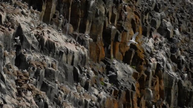 Seabirds wheel and gather along a rugged basalt cliff, with dark auks lining narrow ledges and pale gulls gliding past the layered rockface of a dramatic coastal nesting colony.