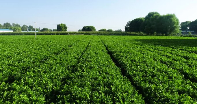 Aerial View of Green Celery Vegetable Field with Organized Crop Rows in Rural Agricultural Landscape