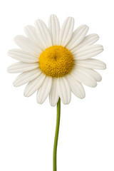 Pure White Daisy Blossom Transparent PNG for Botanical Illustrations, Floral Branding, Botanical Art, Product Design and Nature-Inspired Graphics, Detailed Daisy Head PNG