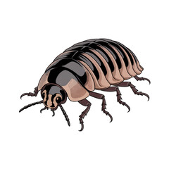 Black insect beetle silhouette, isolated on white background macro detail