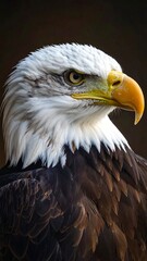 Obraz premium Majestic Bald Eagle Portrait with Intense Gaze.