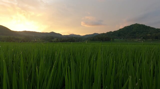 Wide Green Rice Fields on Afternoon &ndash; Central Java Indonesia