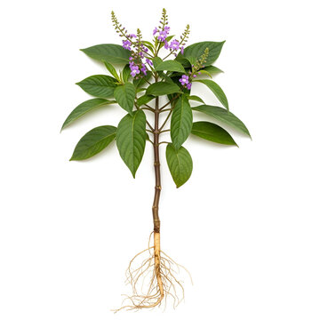 Cephaelis ipecac mature plant with roots and small purple flowers