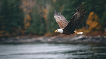 Naklejka premium Bald eagle flying over natural water with blurred forest in background. Majestic wildlife bird in flight. Nature freedom concept.