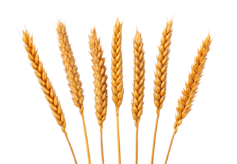 Seven golden wheat stalks arranged vertically on white background, isolated on a transparent background