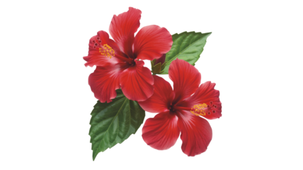 Vibrant red hibiscus blooms offer an exotic, tropical beauty for your next design project or promotional campaign