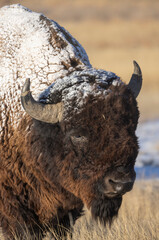 Bison Bull on the Prairie in Winter