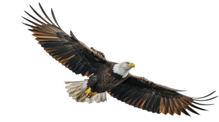 Majestic bald eagle soars powerfully, wings spread wide in flight, embodying freedom and strength in nature