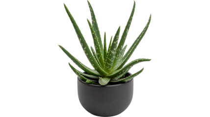 Aloe vera plant for natural wellness, skincare, and home decor, bringing fresh green vibes to any modern space