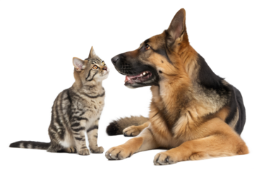 Playful Scottish Straight cat and German Shepherd dog together, isolated on a white background. Cute interaction between two domestic pets, perfect for animal-themed designs, advertising, and educatio