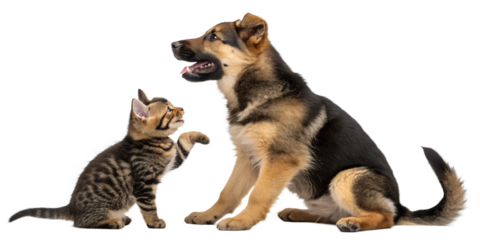 Playful Scottish Straight cat and German Shepherd dog together, isolated on a white background. Cute interaction between two domestic pets, perfect for animal-themed designs, advertising, and educatio
